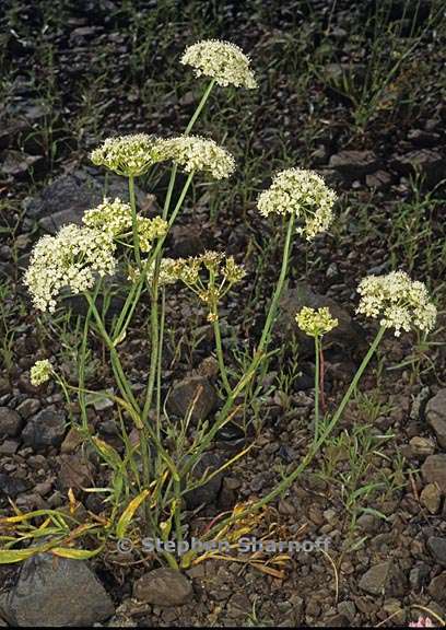 lomatium triternatum 1 graphic